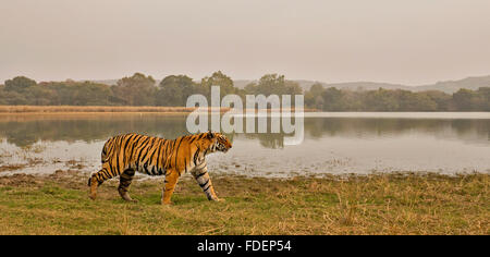 Ampia colpo angolato di un selvaggio Tiger passeggiate lungo le rive del Raj Bagh lago in una nebbiosa mattina inverno in Ranthambhore tiger r Foto Stock