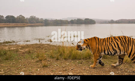 Ampia colpo angolato di un selvaggio Tiger passeggiate lungo le rive del Raj Bagh lago in una nebbiosa mattina inverno in Ranthambhore tiger r Foto Stock