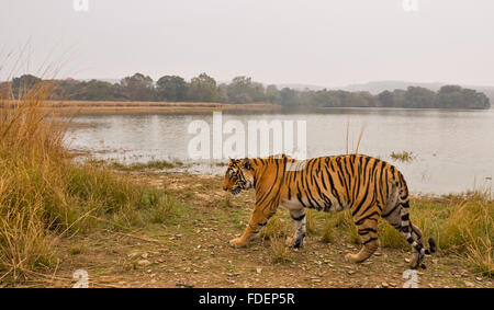 Ampia colpo angolato di un selvaggio Tiger passeggiate lungo le rive del Raj Bagh lago in una nebbiosa mattina inverno in Ranthambhore tiger r Foto Stock