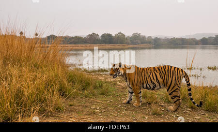 Ampia colpo angolato di un selvaggio Tiger passeggiate lungo le rive del Raj Bagh lago in una nebbiosa mattina inverno in Ranthambhore tiger r Foto Stock