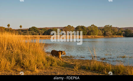 Ampia colpo angolato di un selvaggio Tiger passeggiate lungo le rive del Raj Bagh lago su una chiara inverno mattina in Ranthambhore tiger r Foto Stock