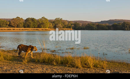 Ampia colpo angolato di un selvaggio Tiger passeggiate lungo le rive del Raj Bagh lago su una chiara inverno mattina in Ranthambhore tiger r Foto Stock