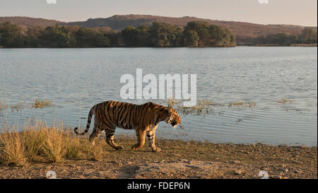 Ampia colpo angolato di un selvaggio Tiger passeggiate lungo le rive del Raj Bagh lago su una chiara inverno mattina in Ranthambhore tiger r Foto Stock