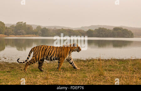 Ampia colpo angolato di un selvaggio Tiger passeggiate lungo le rive del Raj Bagh lago in una nebbiosa mattina inverno in Ranthambhore tiger r Foto Stock