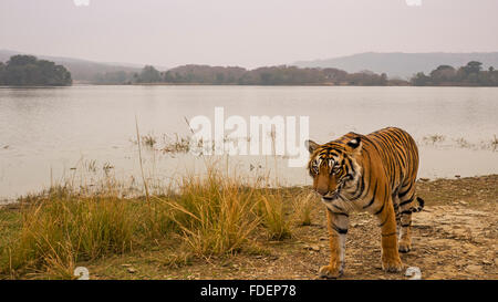 Ampia colpo angolato di un selvaggio Tiger passeggiate lungo le rive del Raj Bagh lago in una nebbiosa mattina inverno in Ranthambhore tiger r Foto Stock