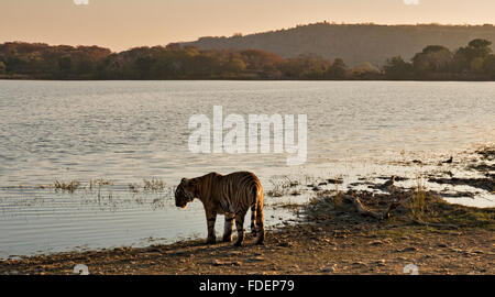 Ampia colpo angolato di un selvaggio Tiger passeggiate lungo le rive del Raj Bagh lago su una chiara inverno mattina in Ranthambhore tiger r Foto Stock