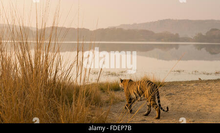 Ampia colpo angolato di un selvaggio Tiger passeggiate lungo le rive del Raj Bagh lago in una nebbiosa mattina inverno in Ranthambhore tiger r Foto Stock