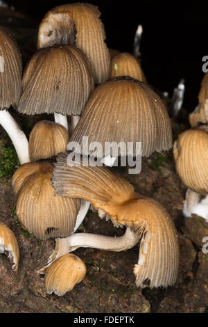 Una macro immagine della crescente selvatici funghi britannico/funghi, eventualmente Brittlestem conica, (Psathyrella conopilus) Foto Stock