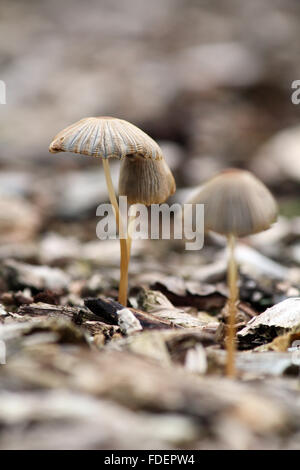 Truciolo funghi/funghi, eventualmente Inkcap pieghettata (Parasola plicatilis) Foto Stock