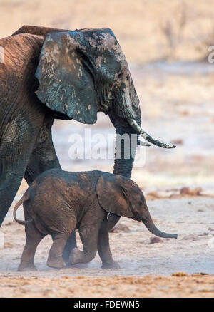 Strettamente foto ritagliata di un elefante a piedi di vitello accanto alla sua madre Foto Stock