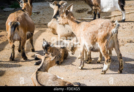 Un gregge di capre, close-up Foto Stock