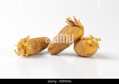 Tre Vecchi la germogliazione di patate su sfondo bianco Foto Stock
