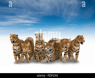 Gruppo di jaguar isolato con ombra con cielo blu Foto Stock