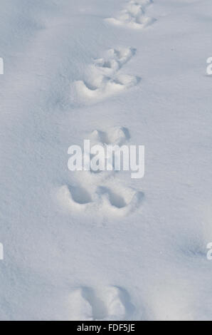 Tracce di una lepre in un bianco della neve Foto Stock