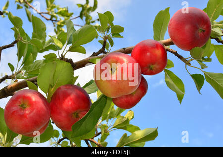 Le mele rosse crescono su un ramo contro il cielo blu Foto Stock