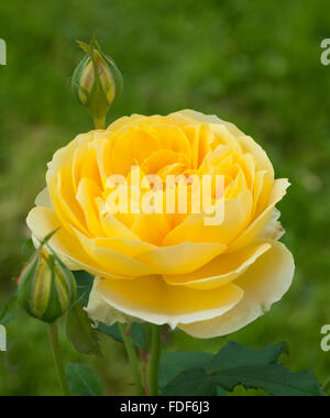 Englische Rose, Molineux, Foto Stock