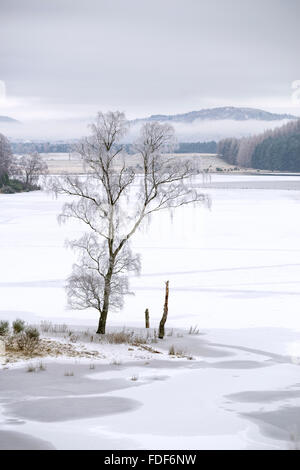 Loch Pityoulish Aviemore, Cairngorms, Scozia. Foto Stock