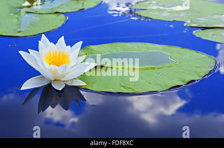 Giglio Bianco sul lago con un foglie verdi contro un acqua blu Foto Stock