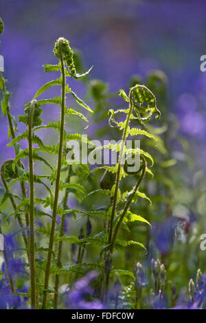 Verdi fronde di felce, in diverse fasi di apertura, da strettamente arricciata a quasi aperta, fotografato in bluebell (Endimione non-sc Foto Stock