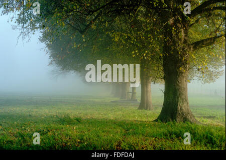 La linea di tigli (delle Tiliaceae vulgaris) nella nebbia di mattina, a Woolverstone sulla penisola Shotley, Near Ipswich, Suffolk, Nov 20 Foto Stock
