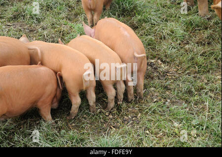 Maialini domestici, Tamworth, con code di ricci, alimentando in campo, Cornwall, Agosto Foto Stock