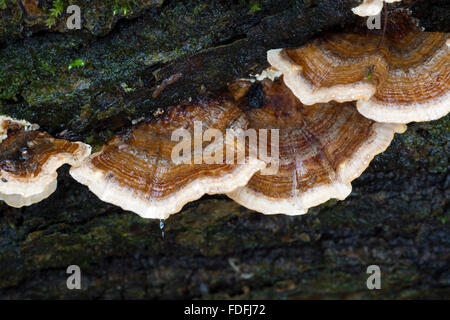 Trametes versicolor funghi in un bosco in Shropshire, Inghilterra. Talvolta noto come la Turchia funghi di coda. Foto Stock