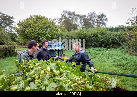 Hop-raccoglitori (l a r, Andrew Daw, Joshua Daw e Mark Green) l'ultimo giorno di prelievo della stagione, a Kitchenham Farm, Bodiam Foto Stock