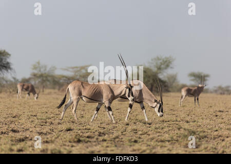 Una mandria di Oryx pascolano nella inondata National Park, Etiopia Foto Stock