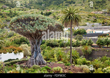 Dragon Tree (Dracaena draco) Drago Milenario, Icod de los Vinos, Tenerife, Isole Canarie, Spagna Foto Stock