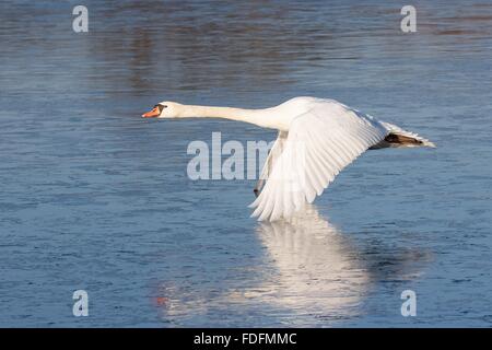 Cigno (Cygnus olor) volando sul ghiaccio, Hesse, Germania Foto Stock