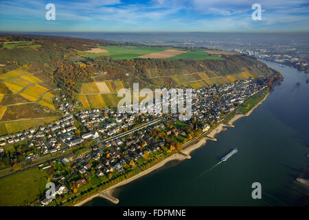 Leutesdorf am Rhein con vigneti in autunno, vigneti, Valle del Reno, Renania-Palatinato, Germania Foto Stock