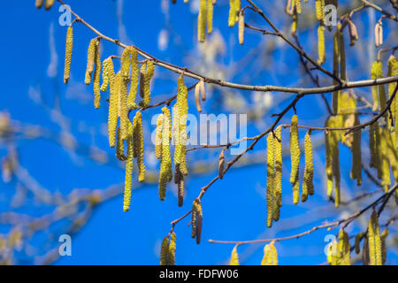 Amenti contro il cielo blu, primi segni di primavera Foto Stock