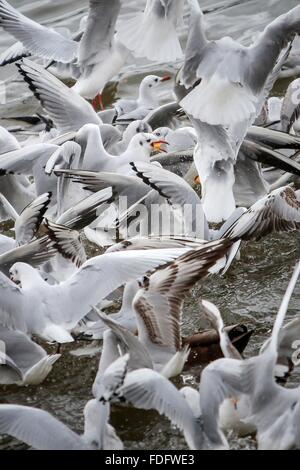 Wiesbaden, Germania. 31 gennaio, 2016. Gabbiani combattere per le briciole di pane si sul fiume Reno a Wiesbaden, Germania, 31 gennaio 2016. Foto: FREDRIK VON ERICHSEN/dpa/Alamy Live News Foto Stock