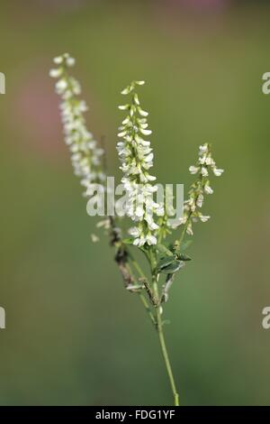 Bianco trifoglio dolce - Bianco a fiore di trifoglio dolce - Miele - Trifoglio trifoglio Bokhara (Melilotus albus ) fioritura in un prato Foto Stock