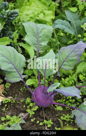 La rapa - rapa bianca (Brassica rapa) in un orto Foto Stock