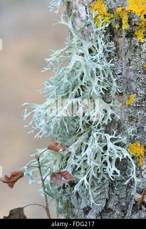 Muschio di quercia (Evernia prunastri) su un tronco di albero Foto Stock