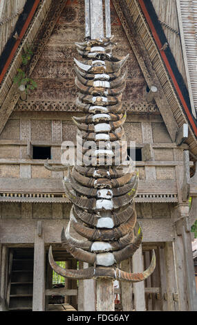 Buffalo corna a Tongkonan case tradizionali in Kete Kesu village. Tana Toraja, Sulawesi. Indonesia Foto Stock