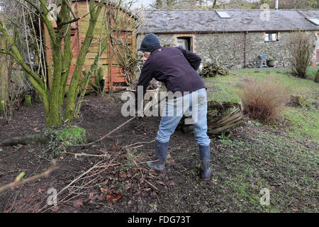 Un senior donna che lavorano al di fuori in un paese rurale giardino in inverno la rastrellatura sotto arbusti e riordinare il cantiere Carmarthenshire Wales UK KATHY DEWITT Foto Stock