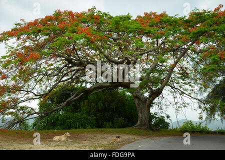 Due cani randagi in riposo sotto un albero Flamboyan in Utuado. PUERTO RICO - isola dei Caraibi. Territorio statunitense. Foto Stock