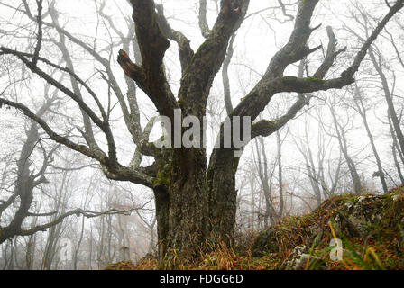 Grande autunno albero nella foresta nebbiosa. Foto Stock