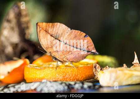 Un indiano Leafwing butterfly (Kallima paralekta) alimentazione su un segmento arancione Foto Stock