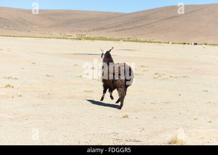 Un unico llama sull'altopiano andino in Bolivia. Animale adulto al galoppo nel deserto. Vista laterale. Foto Stock