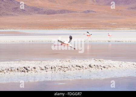 Fenicottero rosa sorvolano 'Laguna Hedionda' (eng. Hedionda lago), tra i più panoramici della destinazione di viaggio nei Paesi Andini Highlan Foto Stock