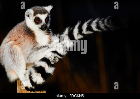 Anello-tailed lemur su un palo con la sua coda nelle sue mani contro uno sfondo scuro Foto Stock