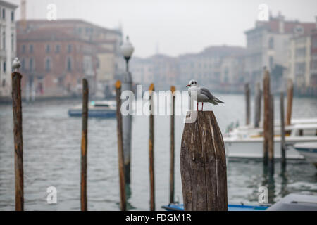 I gabbiani in appoggio su tralicci in legno a Venezia, Italia Foto Stock