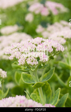 Hylotelephium. Sedum spectabile fiori. Foto Stock