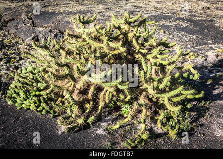 Varie cactus in serra. Tema di giardinaggio. Foto Stock