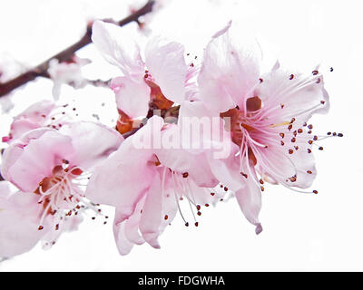 Mandorla rosa fiori immersi nella luce Foto Stock