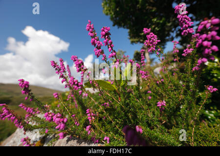 Heather Ling, Calluna vulgaris Foto Stock