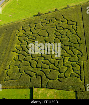 Vista aerea, labirinto di mais in un campo nei pressi di Bad Sassendorf, agricoltura, allevamento, Soest, Sud Westfalia, Renania settentrionale-Vestfalia, Foto Stock